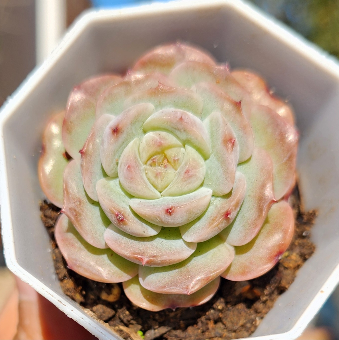 Echeveria hybridisat | Echeveria Hybrid |Live succulent plant | UK Grown - view 2