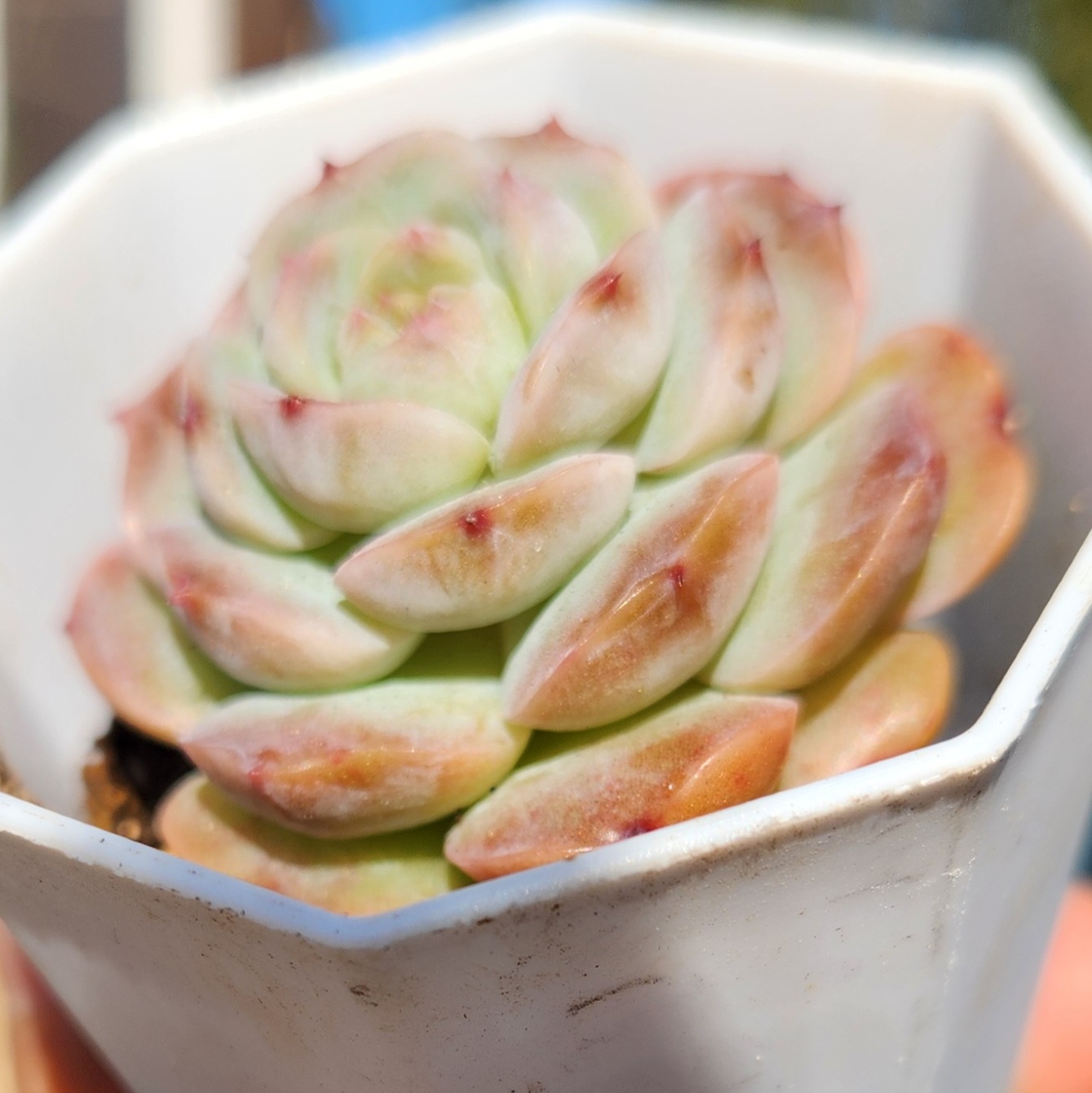 Echeveria hybridisat | Echeveria Hybrid |Live succulent plant | UK Grown - view 3