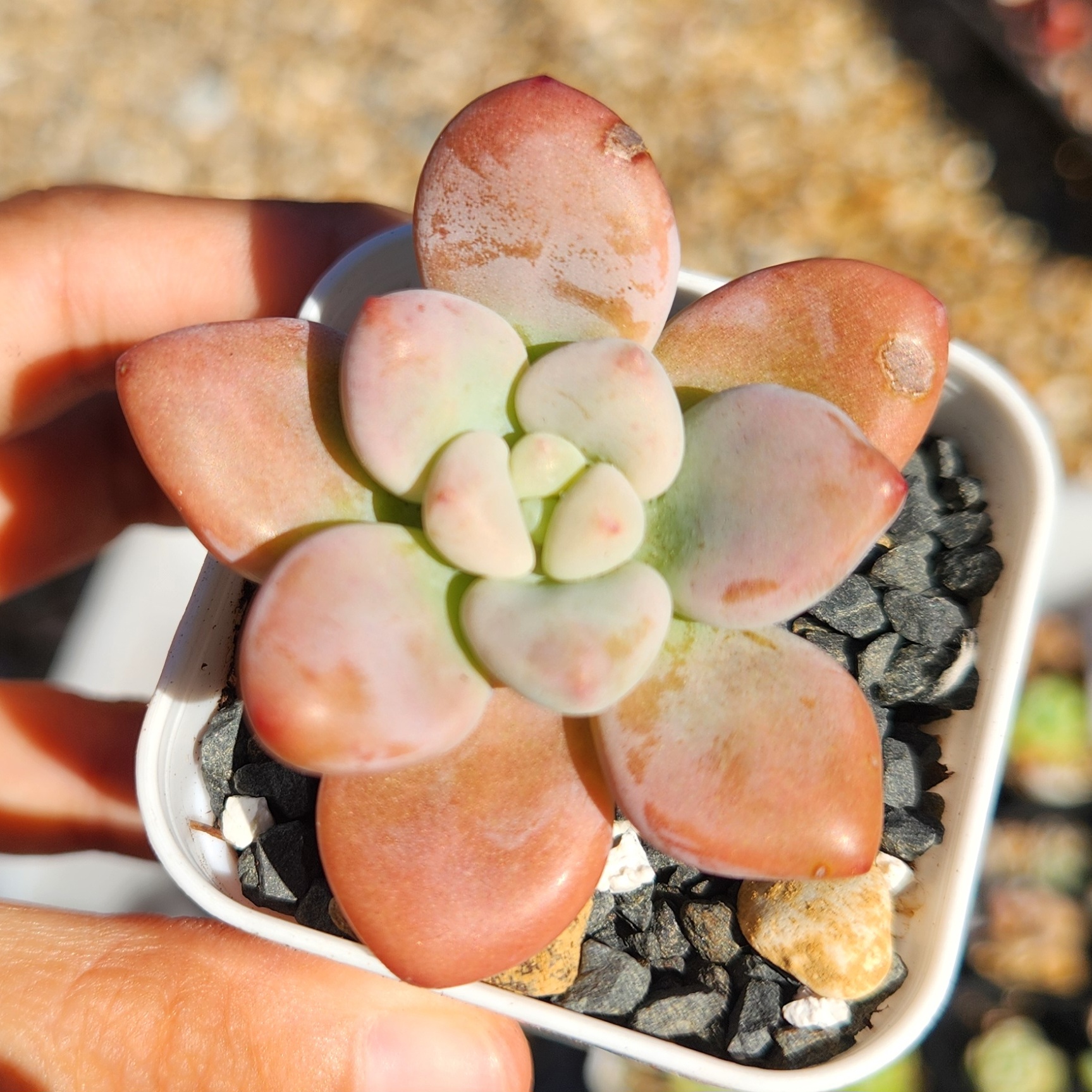 Graptosedum Miul | Exact Plant Pictured | Live Succulent Plant | UK Grown