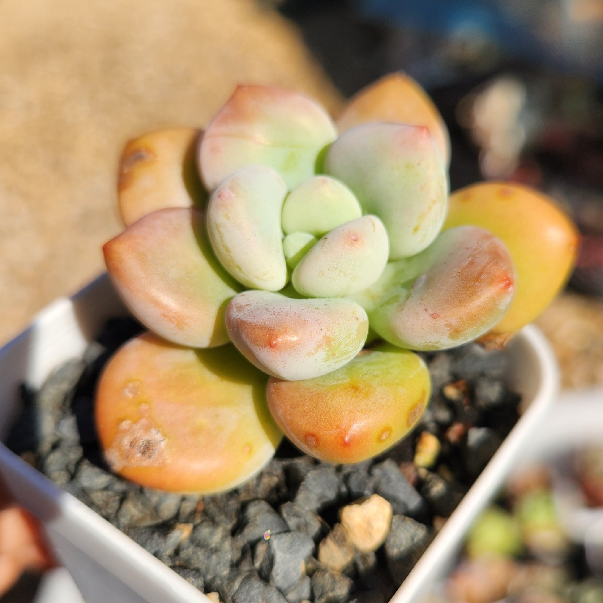 Graptosedum Miul | Exact Plant Pictured | Live Succulent Plant | UK Grown - view 2