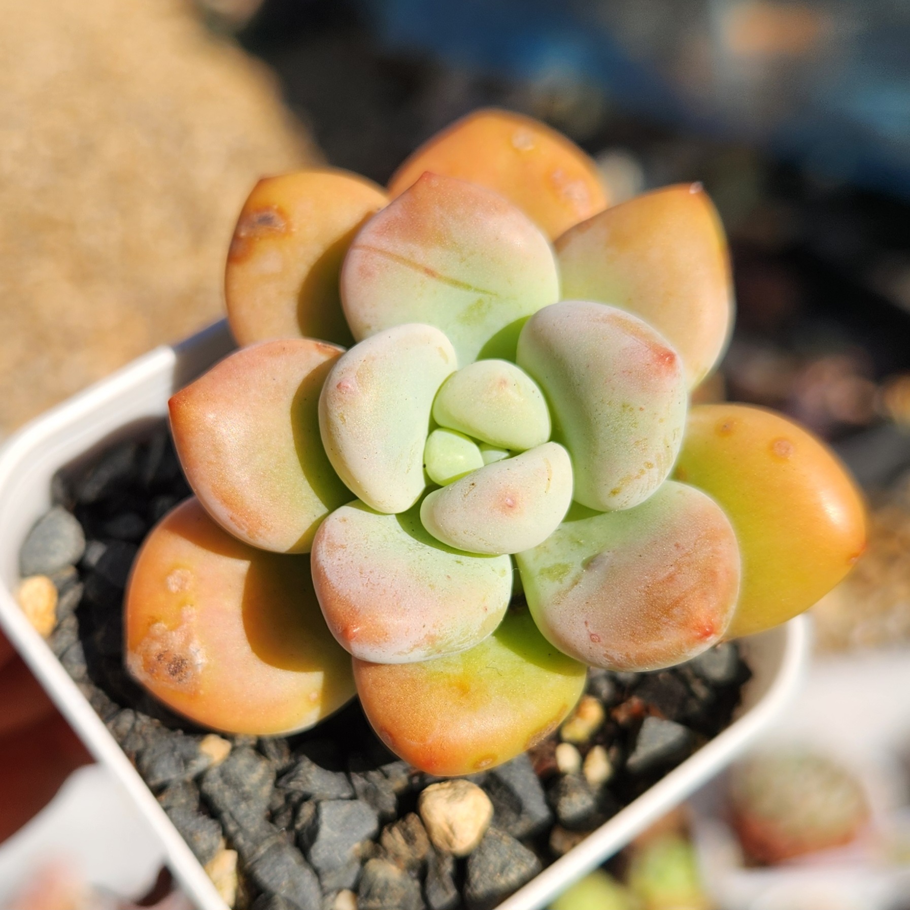 Graptosedum Miul | Exact Plant Pictured | Live Succulent Plant | UK Grown - view 3