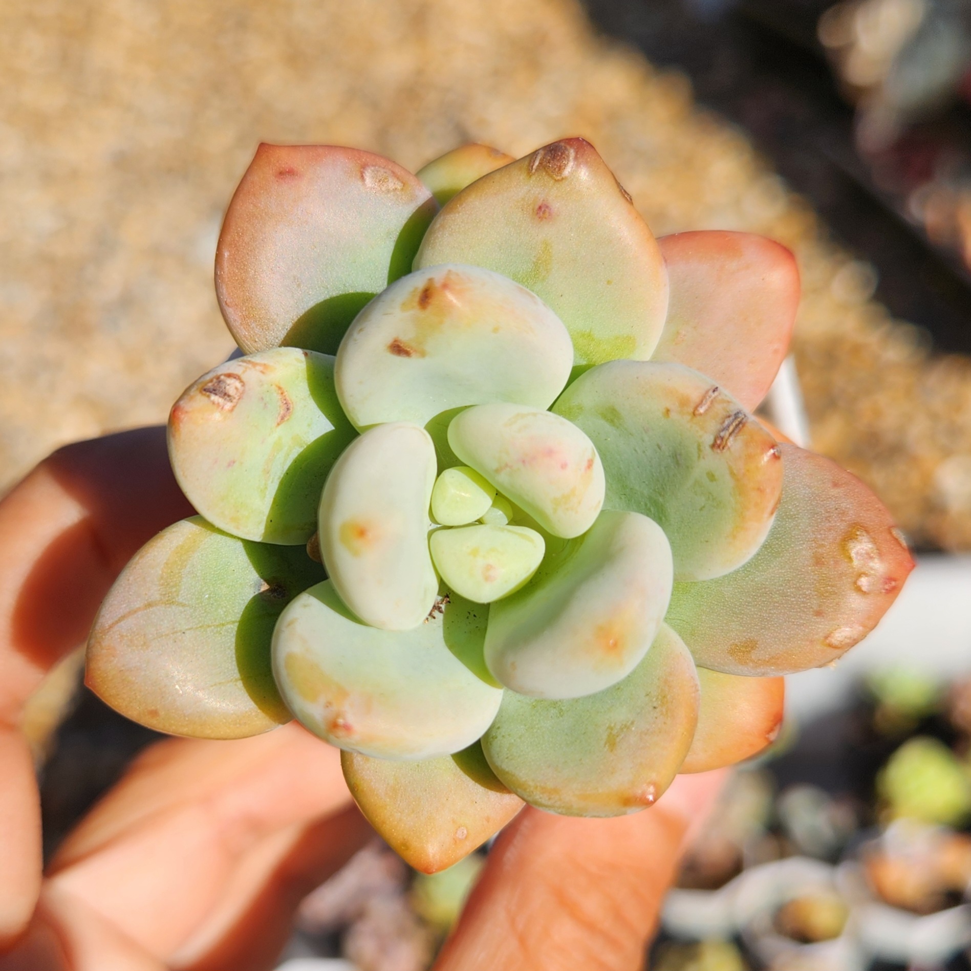 Graptosedum Miul | Exact Plant Pictured | Live Succulent Plant | UK Grown - view 4