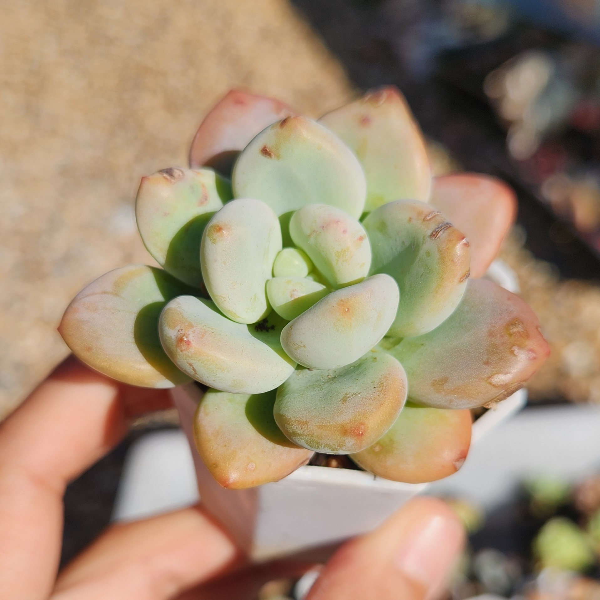 Graptosedum Miul | Exact Plant Pictured | Live Succulent Plant | UK Grown - view 5