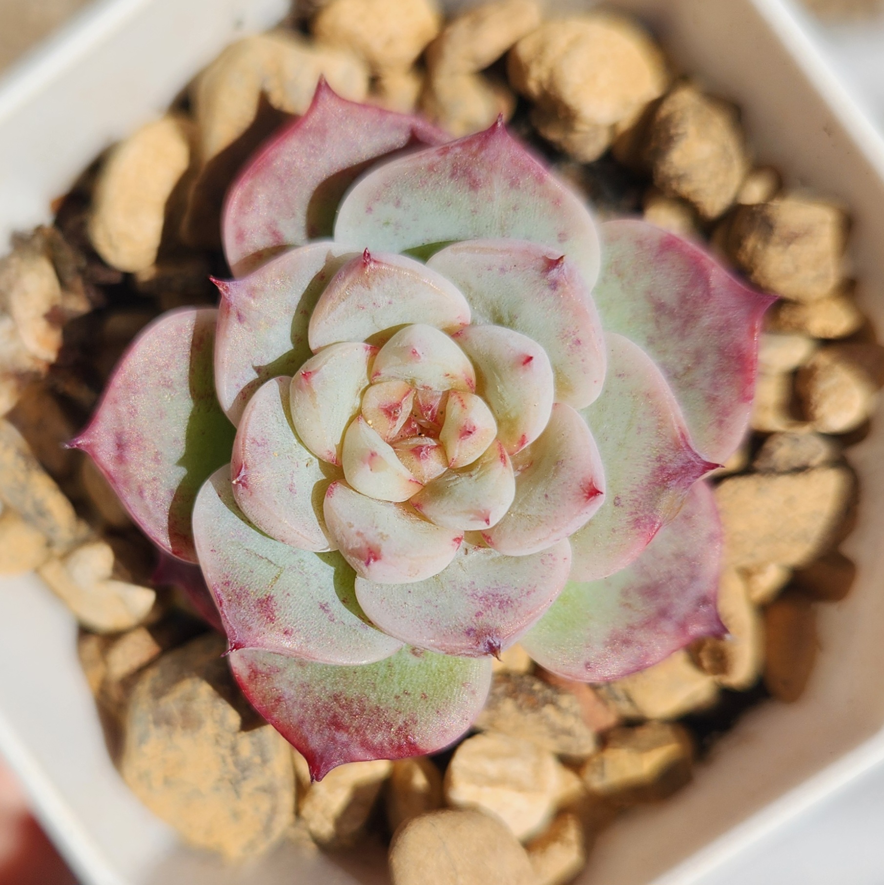 Echeveria 'Red Velvet' |  Succulent | UK Grown - view 2