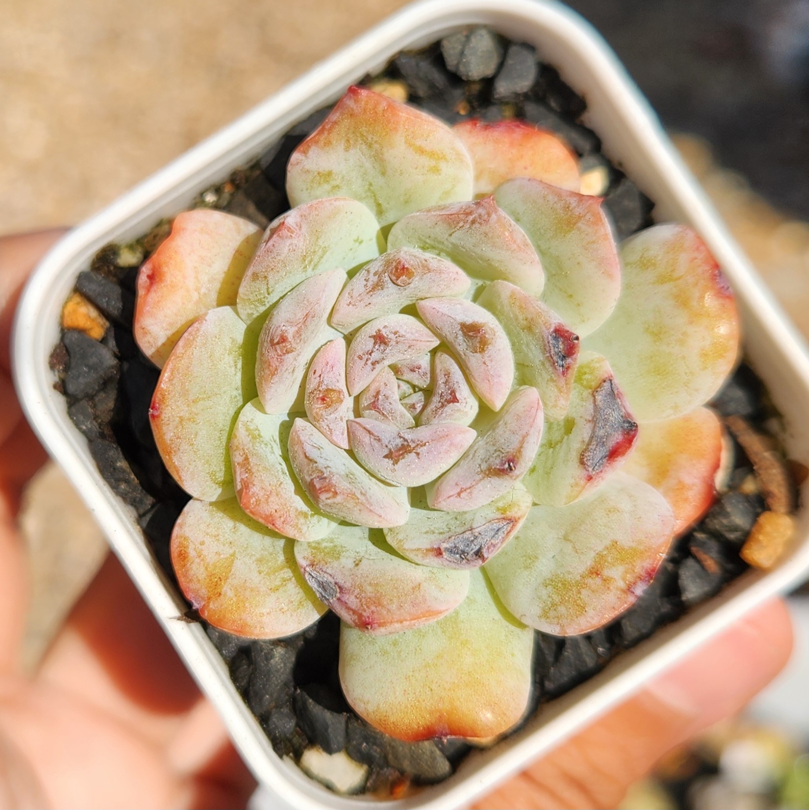 Echeveria 'Apparition' /Snow face  - view 3