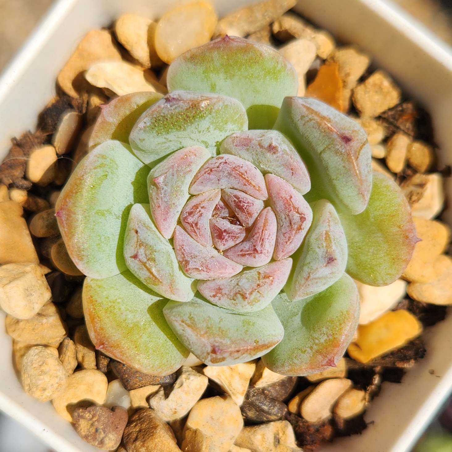 Echeveria 'Apparition' /Snow face  - view 2