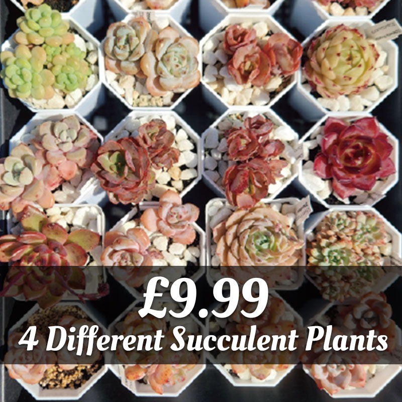 4 Succulents for £9.99 — Mixed Bundle | Mixed Succulent Bundle | UK Grown