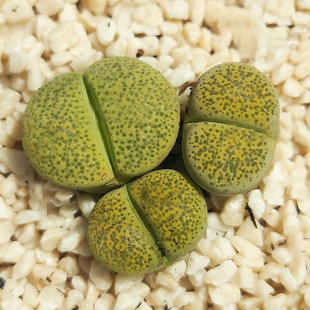 Lithops terricolor Green ex C132 | Living Stones Succulent | UK Grown