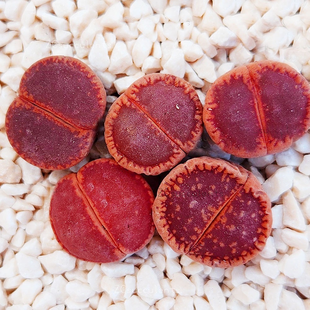 Lithops aucampiae 'Red Open Window' | Living Stones Succulent | UK Grown