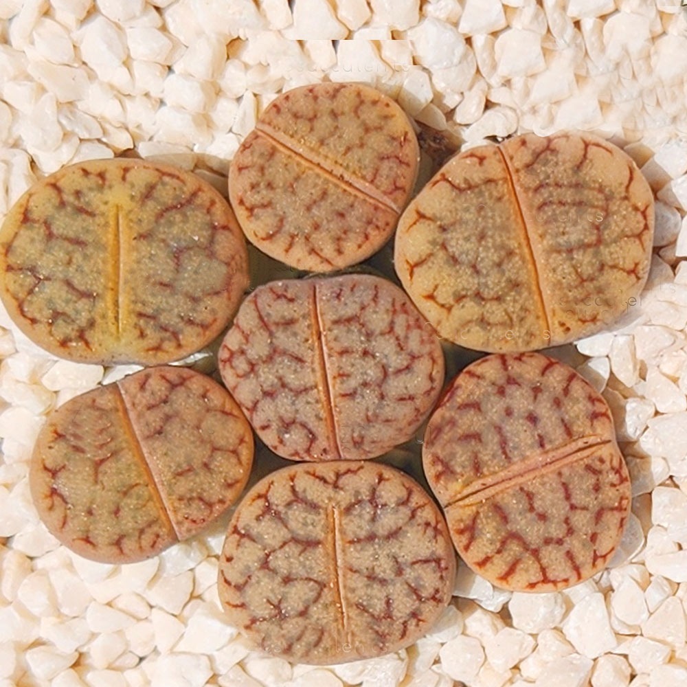 Lithops gracilidelineata subs. brandbergensis C383 | Living Stones Succulent | UK Grown