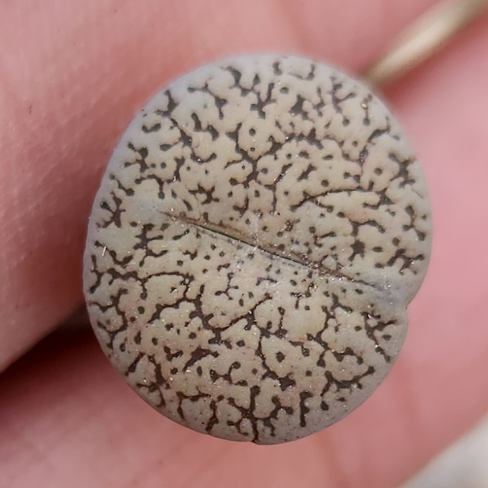 Lithops lesliei var.venteri【Buy Lithops, Get a Free Pot!】| Living Stones Succulent | UK Grown