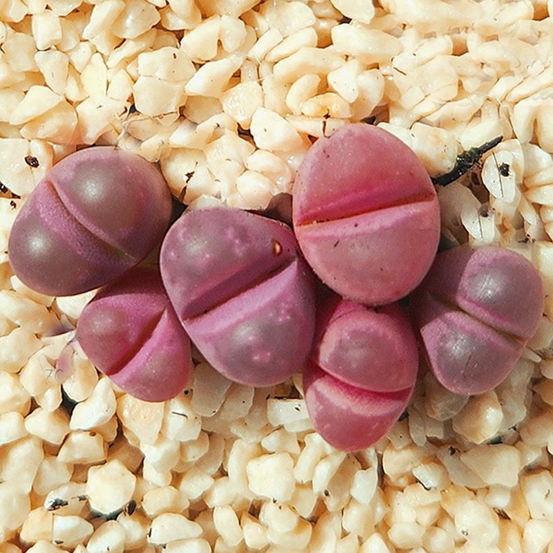 Lithops optica 'Rubra' C287 | Living Stones Succulent | UK Grown