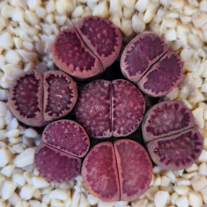 Lithops salicola 'Sato's Violet' Bacchus | Living Stones Succulent | UK Grown