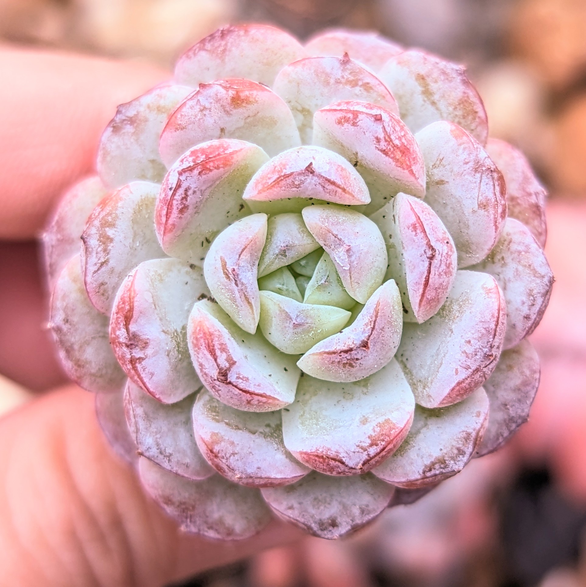 Echeveria 'Apparition' /Snow face