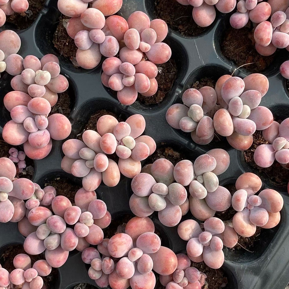 Graptopetalum Amethystinum | Ghost Plant Succulent | UK Grown
