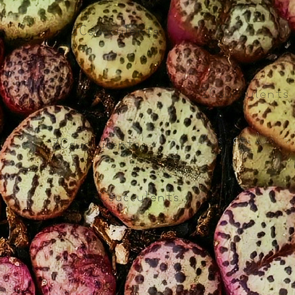 Conophytum obcordellum | Cone Plant Succulent | UK Grown
