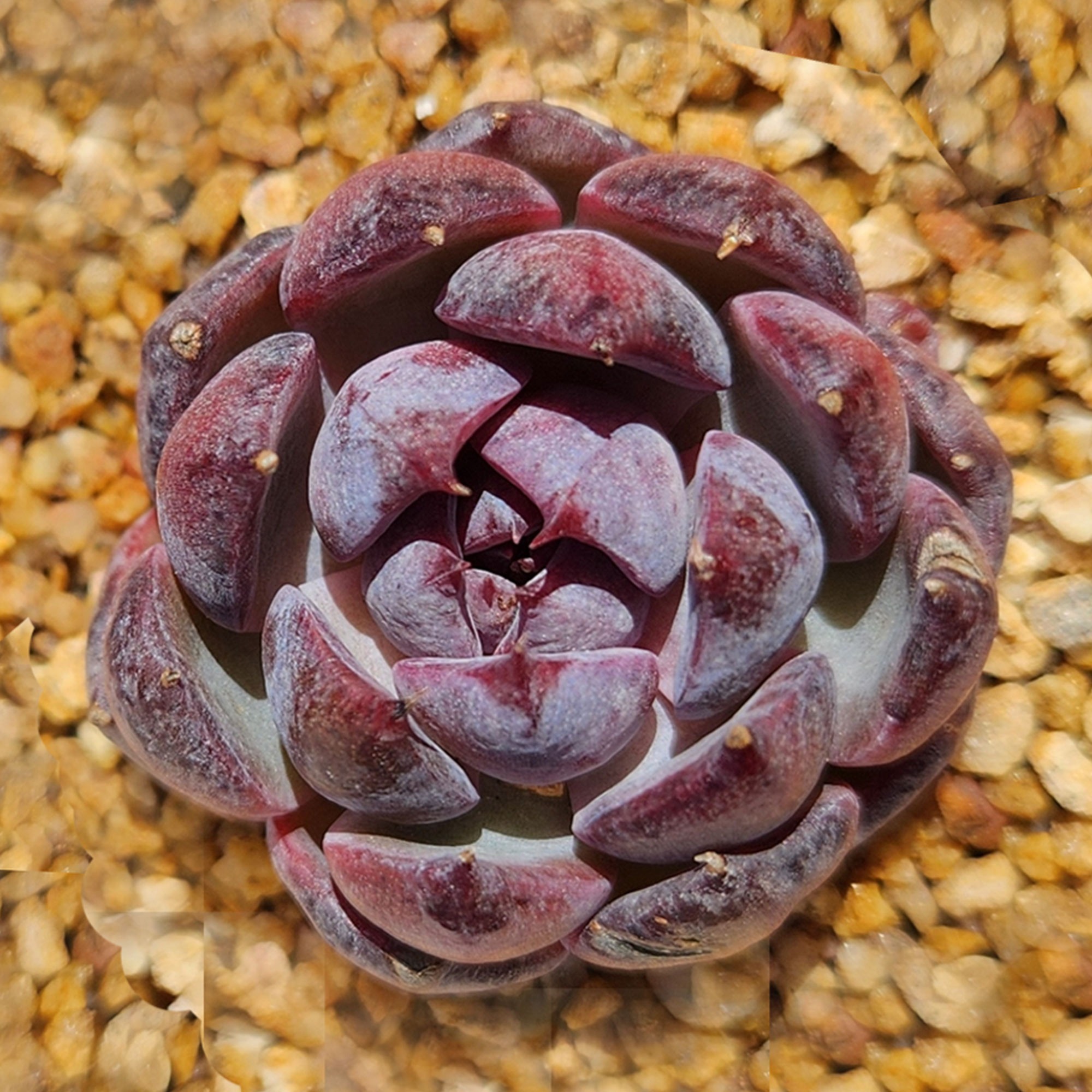Echeveria Blueberry | Rosette Succulent | UK Grown