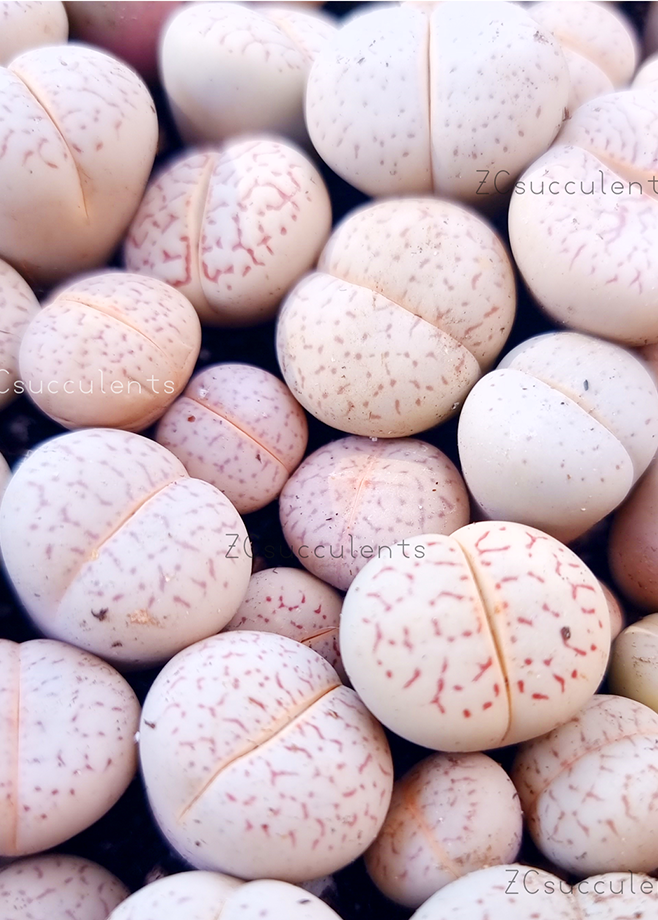 Conophytum