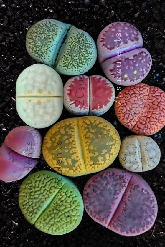 Lithops