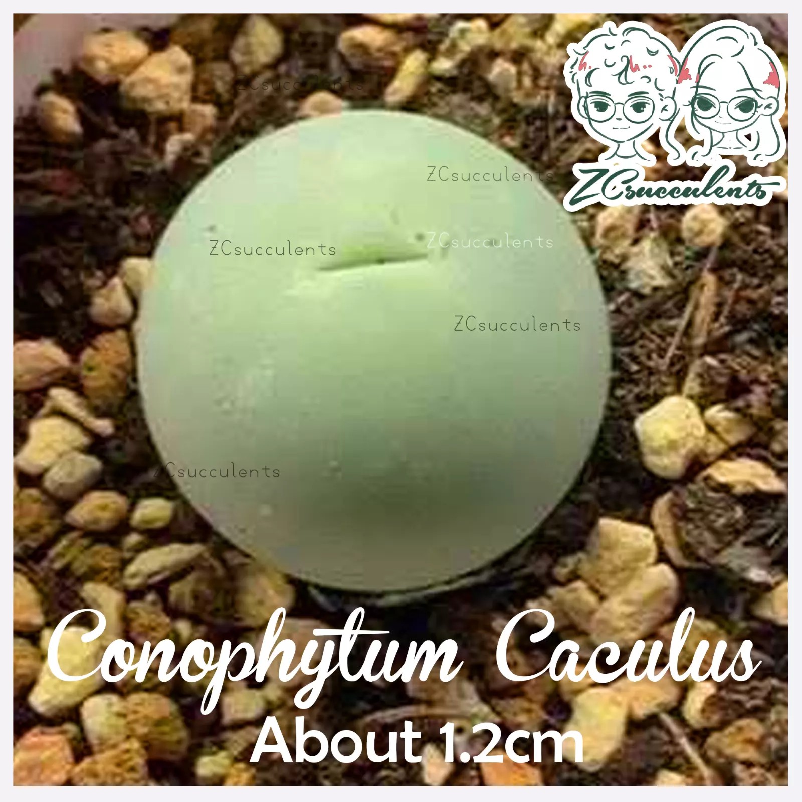 Conophytum calculus spherical bodies