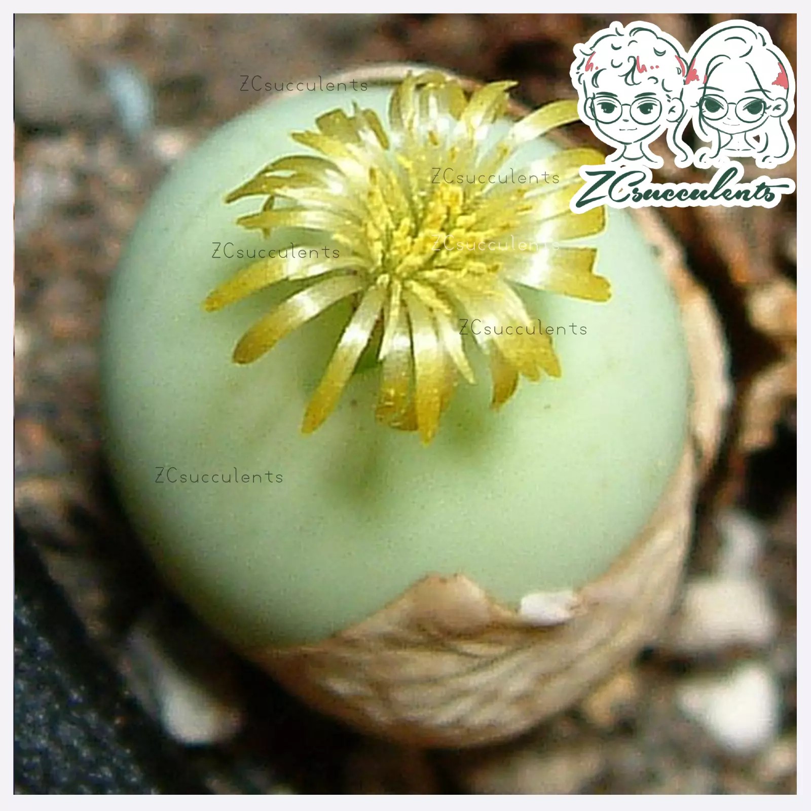 Conophytum calculus close-up