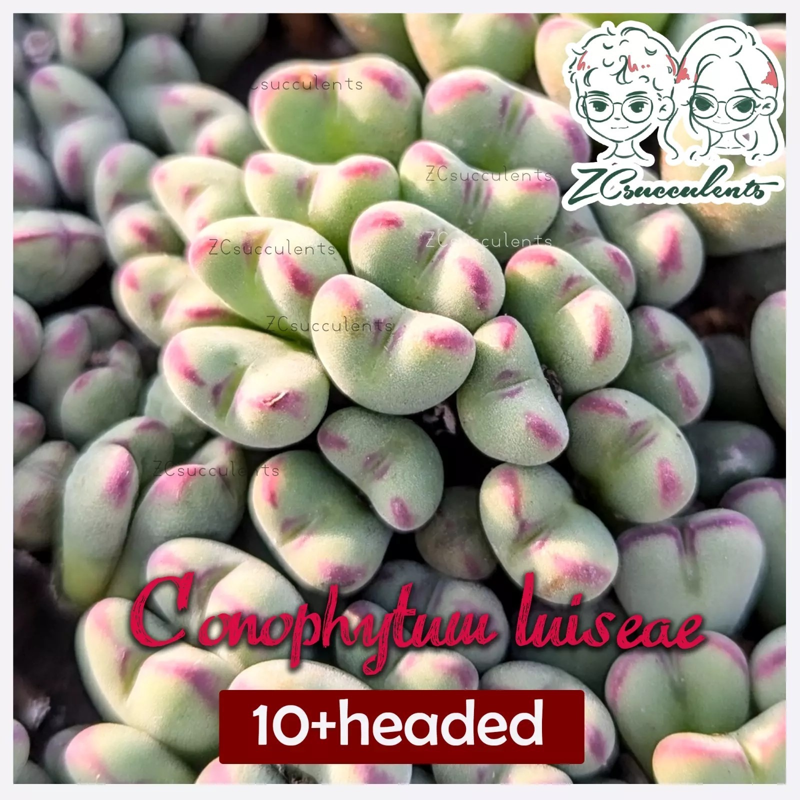 Conophytum luiseae multi-headed cluster