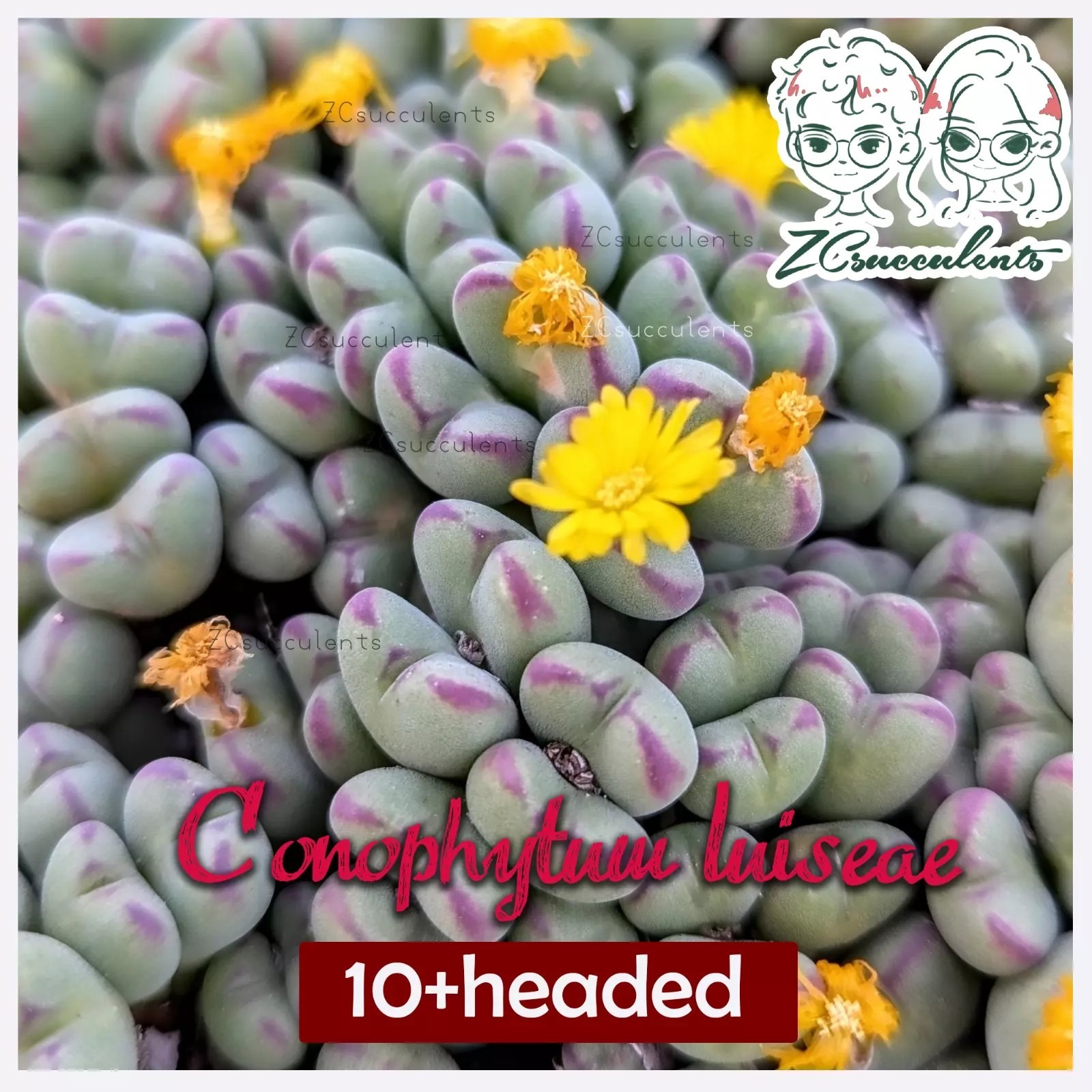 Conophytum luiseae close-up
