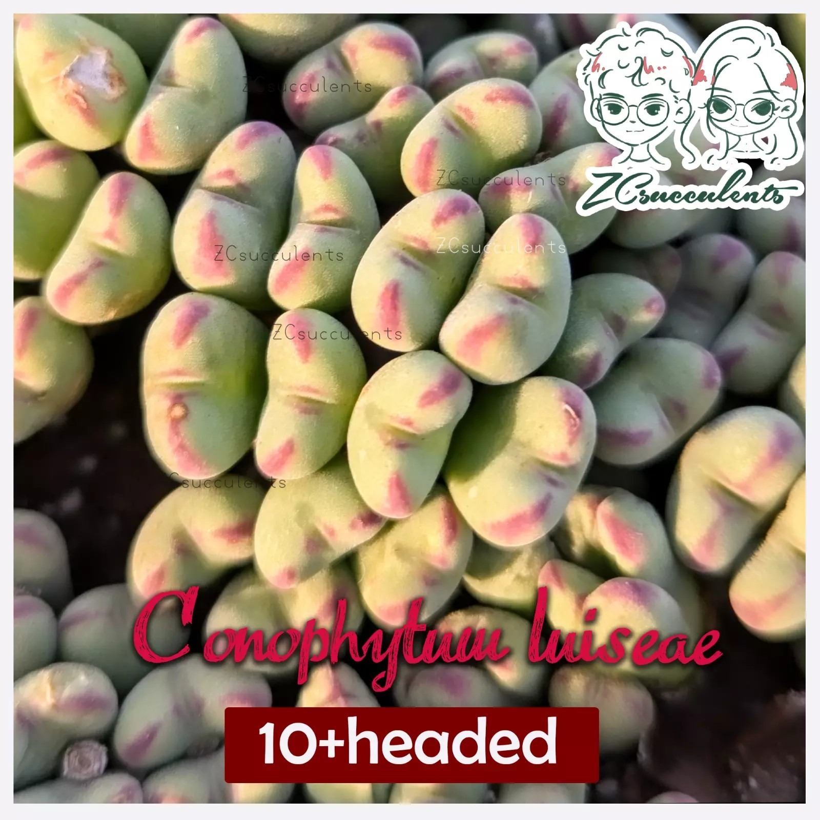 Conophytum luiseae colony