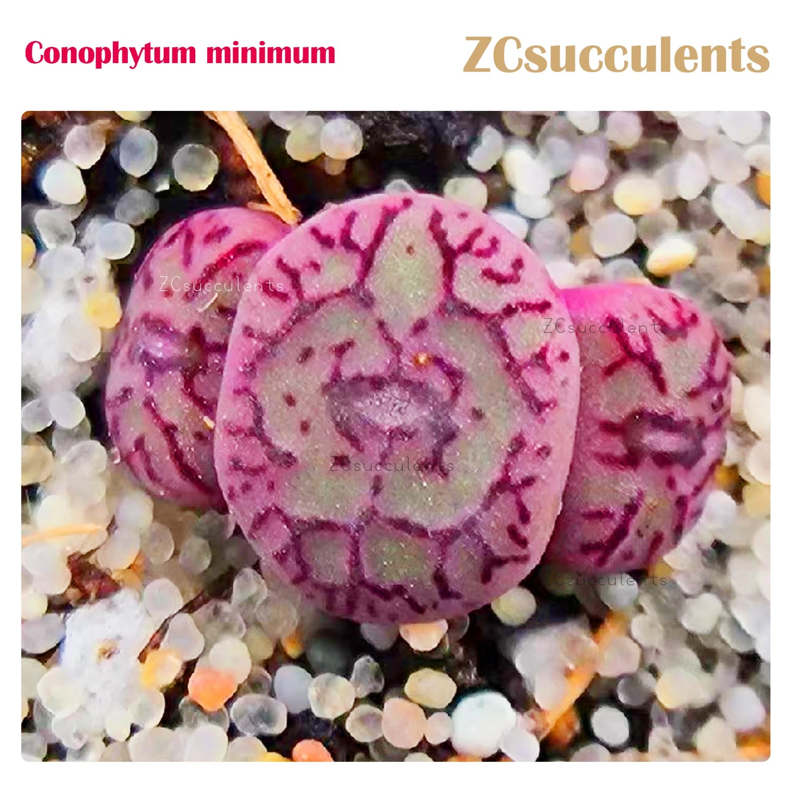 Conophytum minimum 3-headed