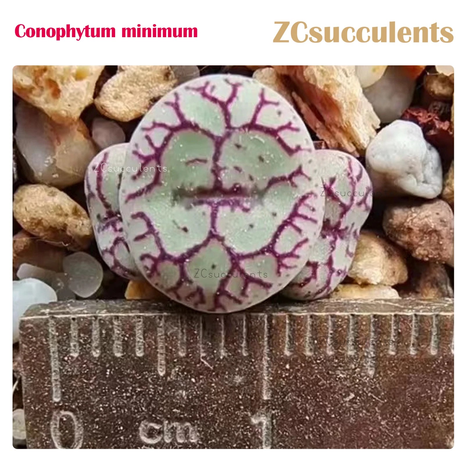 Conophytum minimum close-up