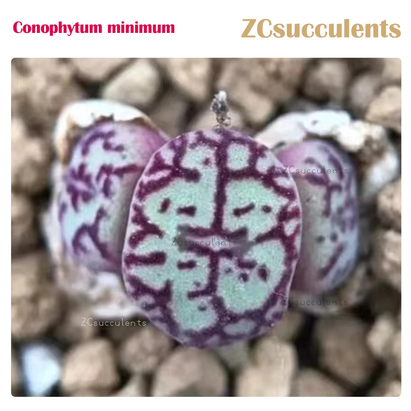 Conophytum minimum side view