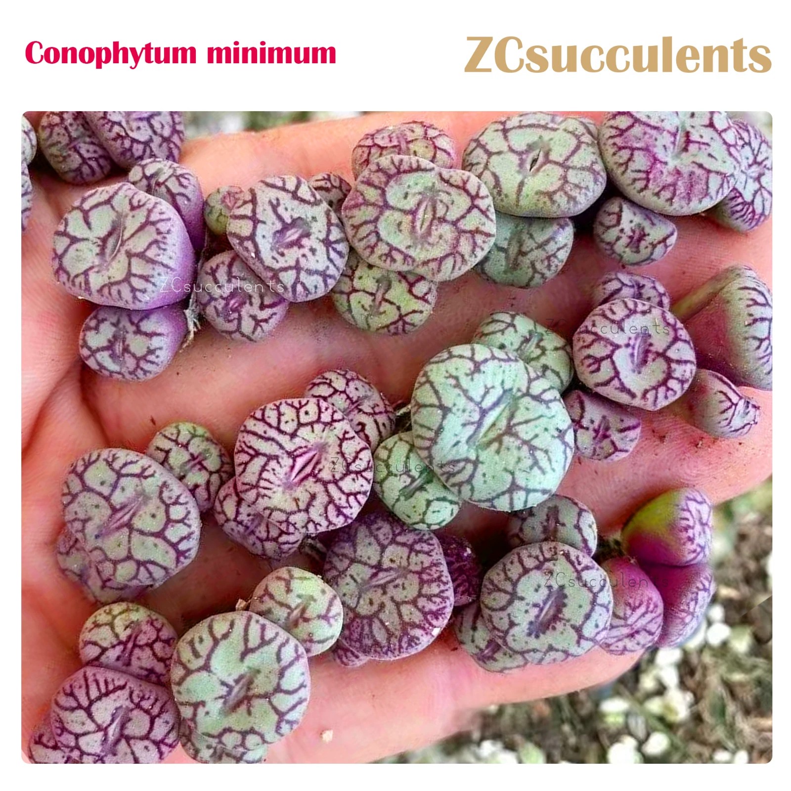 Conophytum minimum detail
