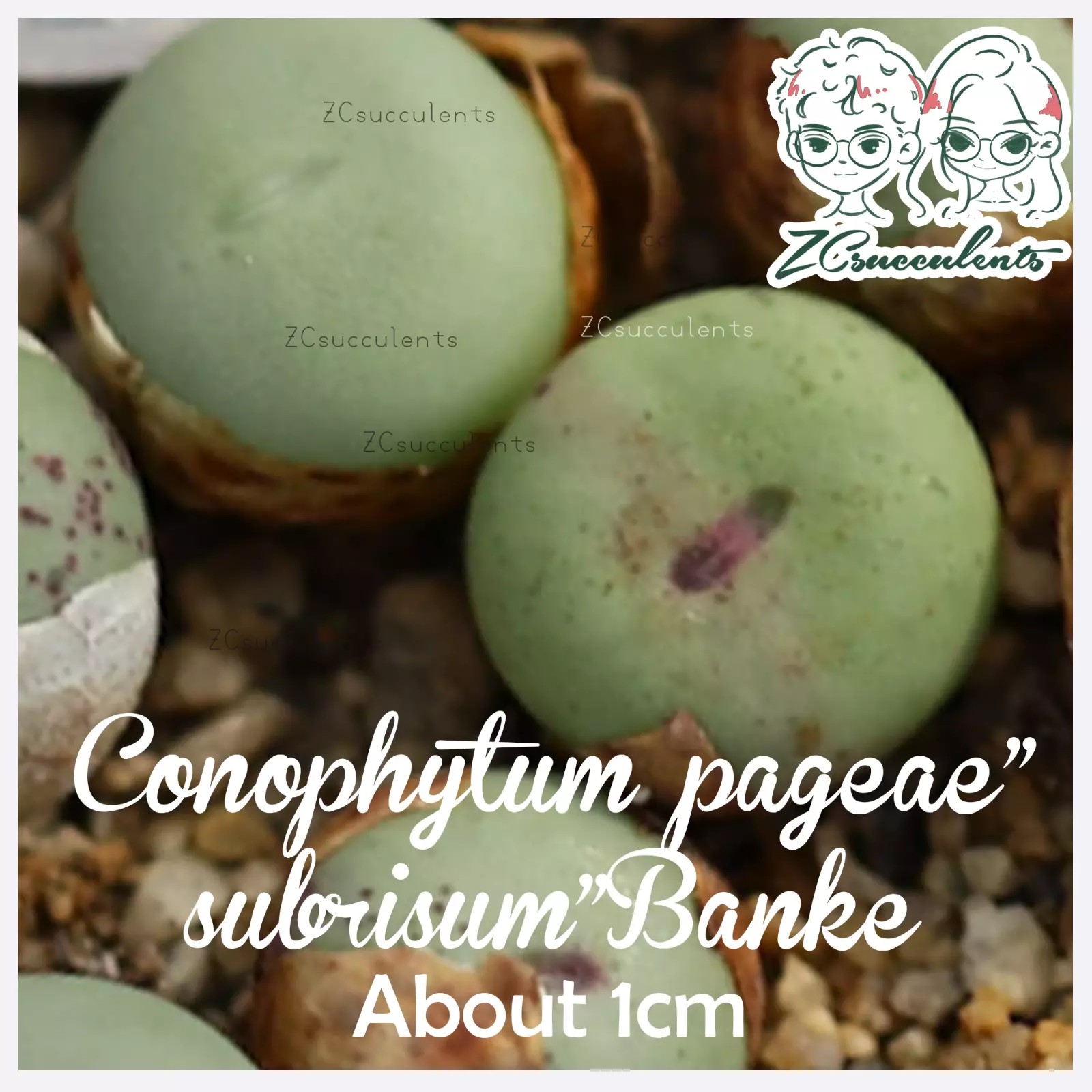 Conophytum pageae subrisum Banke