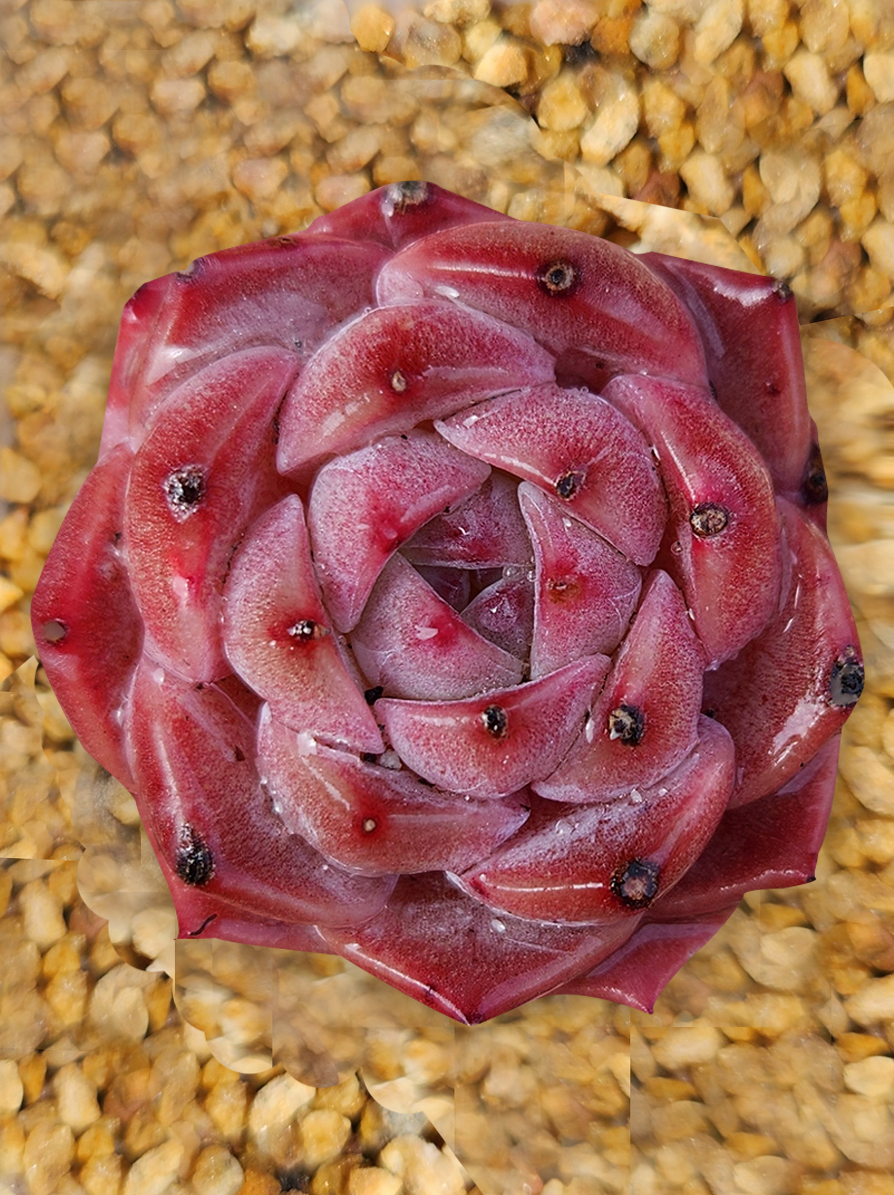 Crassulaceae: