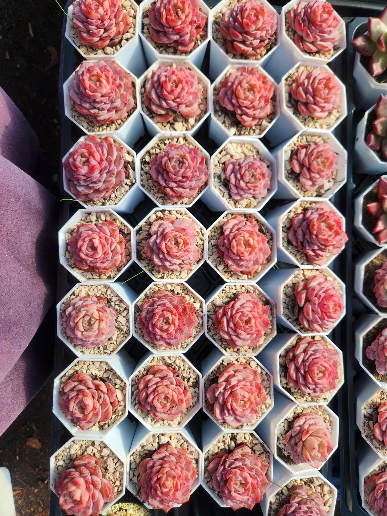 Echeveria Amazing Grace