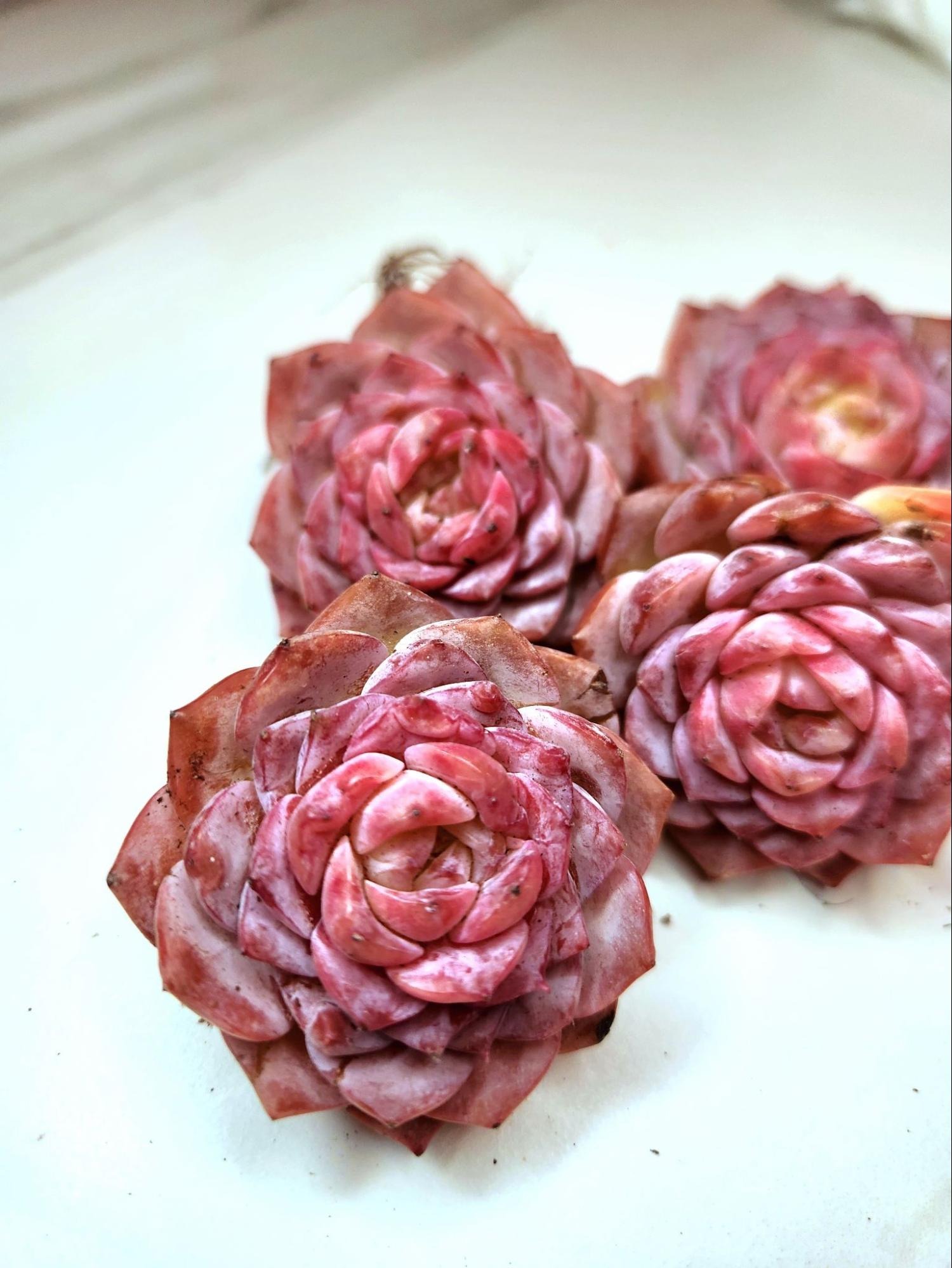 Echeveria Amazing Grace