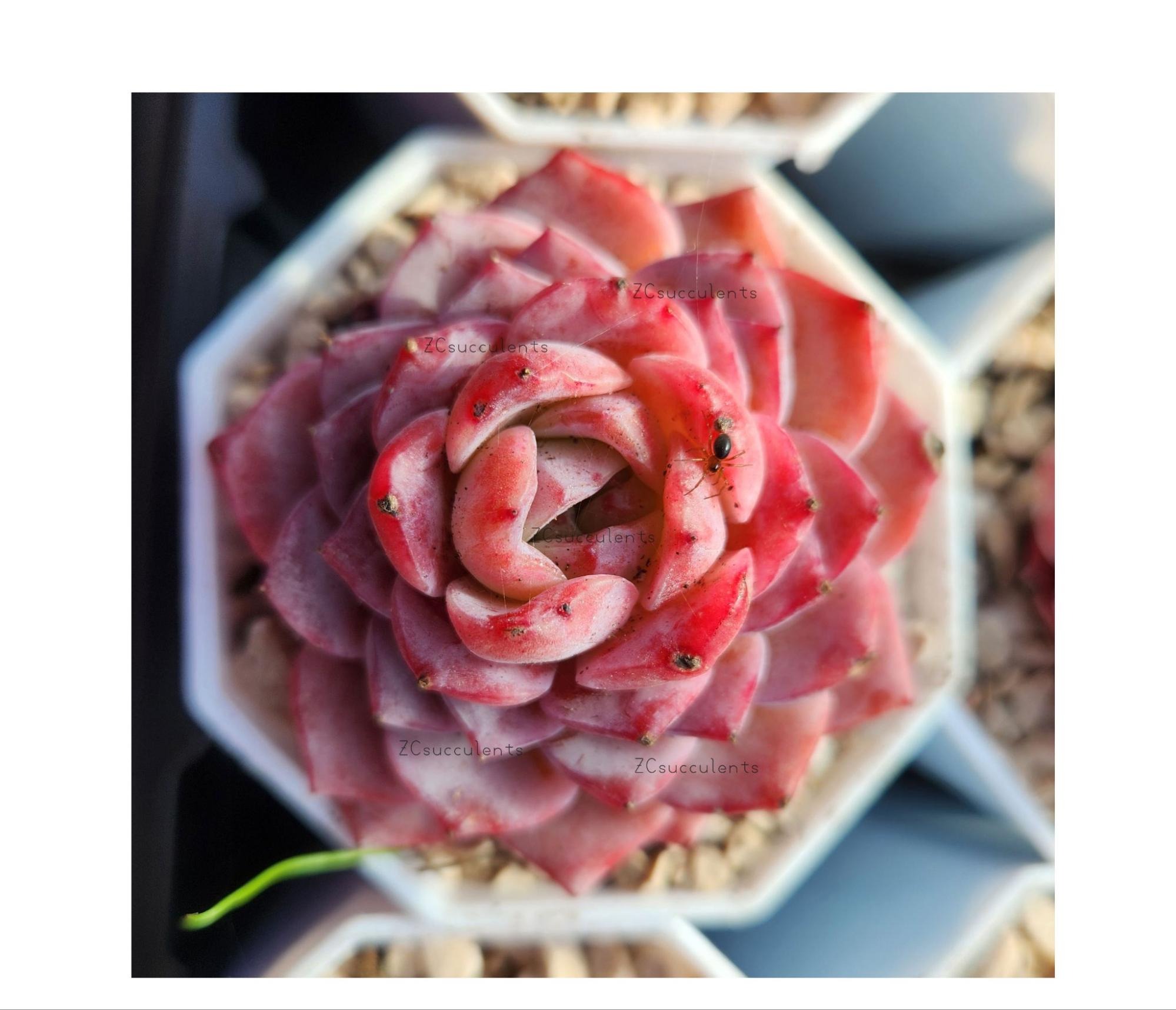 Echeveria Amazing Grace