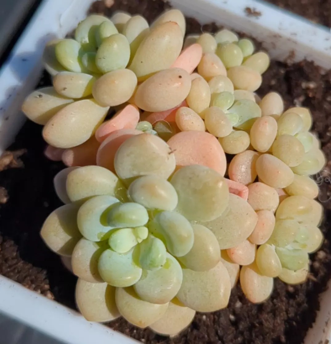 Graptosedum Rococo multiple-headed orange succulent