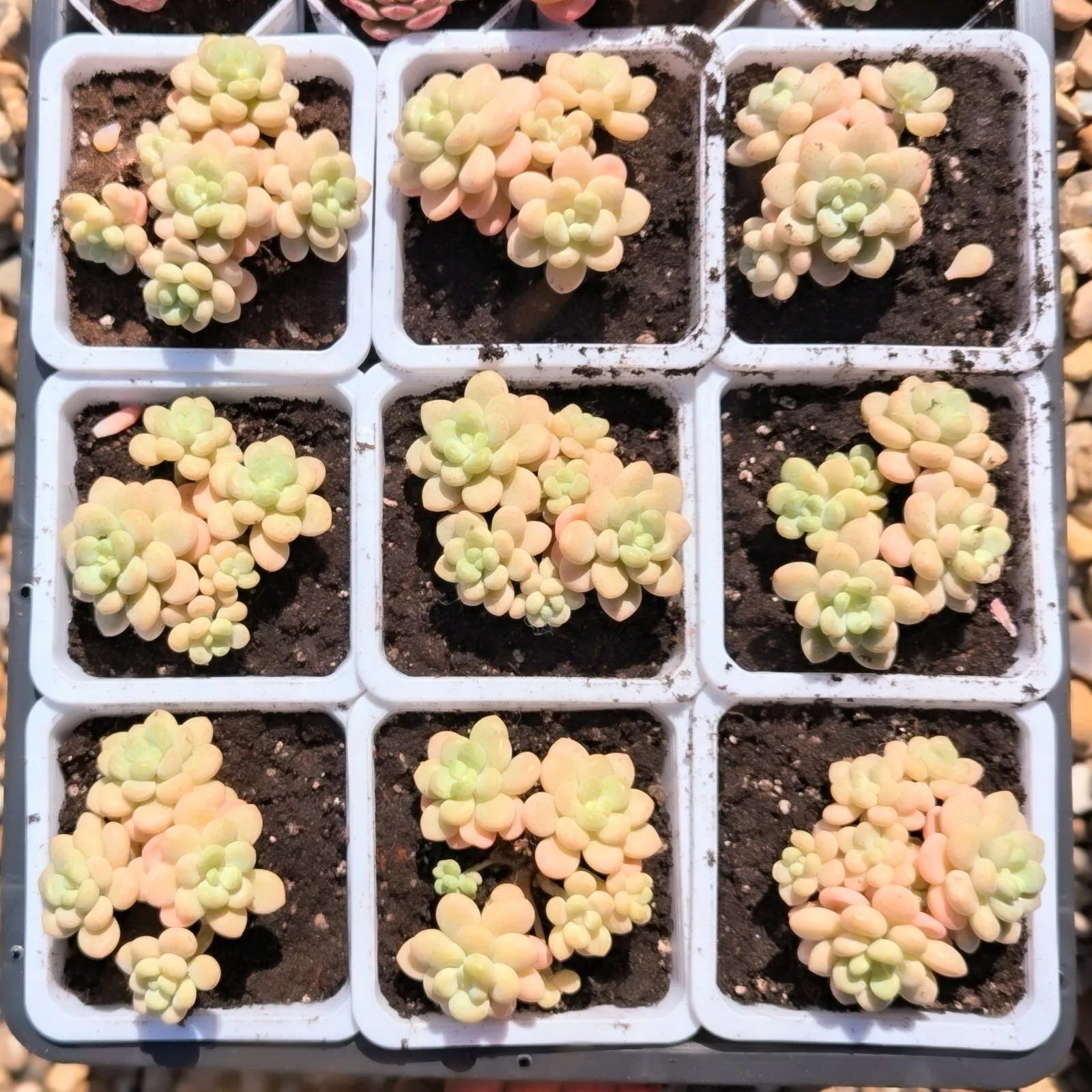 Graptosedum Rococo close-up