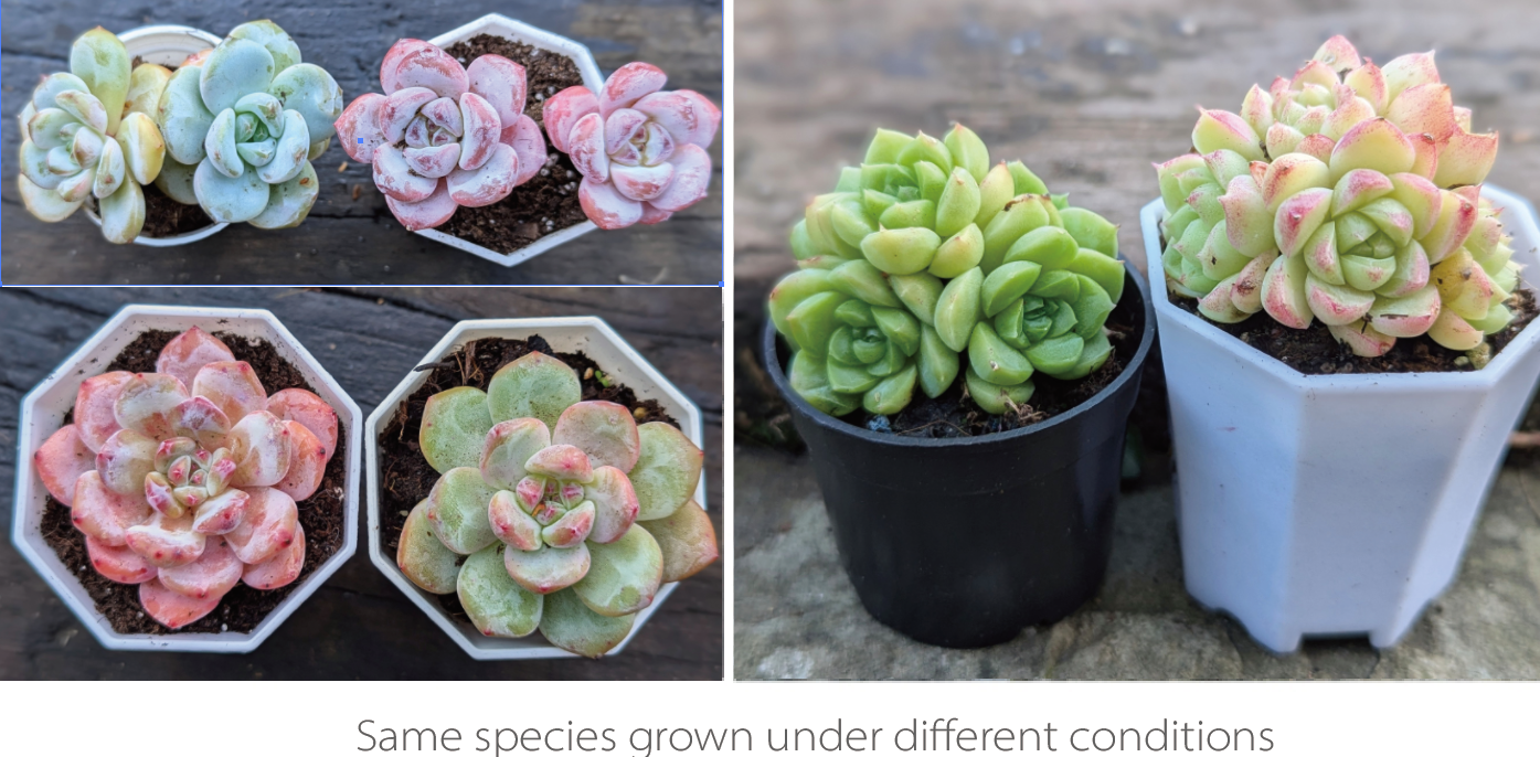 Succulents with different colours