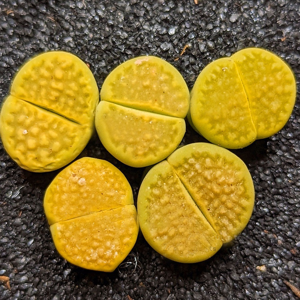 Lithops hallii v. ochracea 'Green Soapstone' C116 | Living Stones Succulent | UK Grown