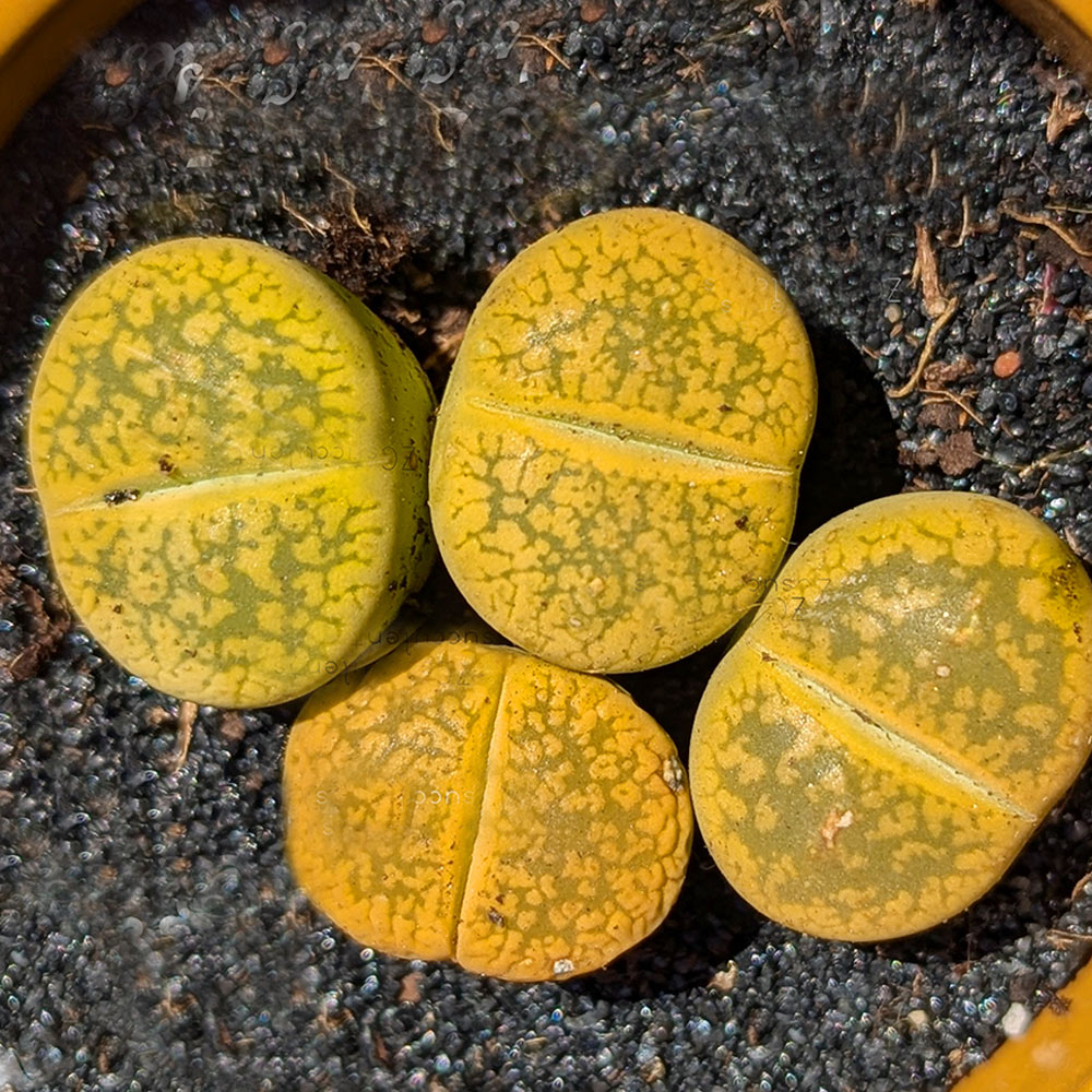 Lithops aucampiae C395 cv. Jackson's Jade | Living Stones Succulent | UK Grown