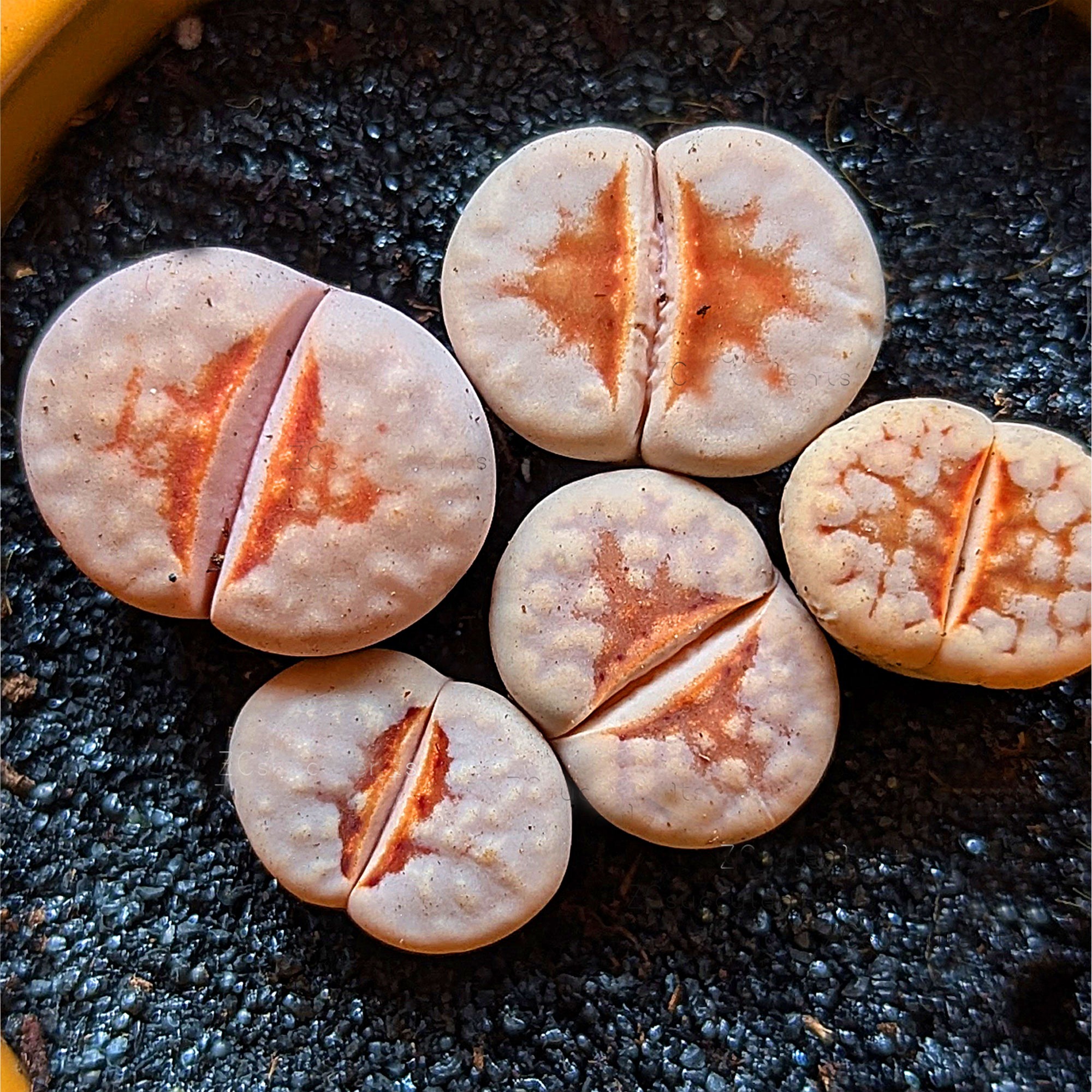 Lithops julii 'Hot Lips' C183A | Living Stones Succulent | UK Grown