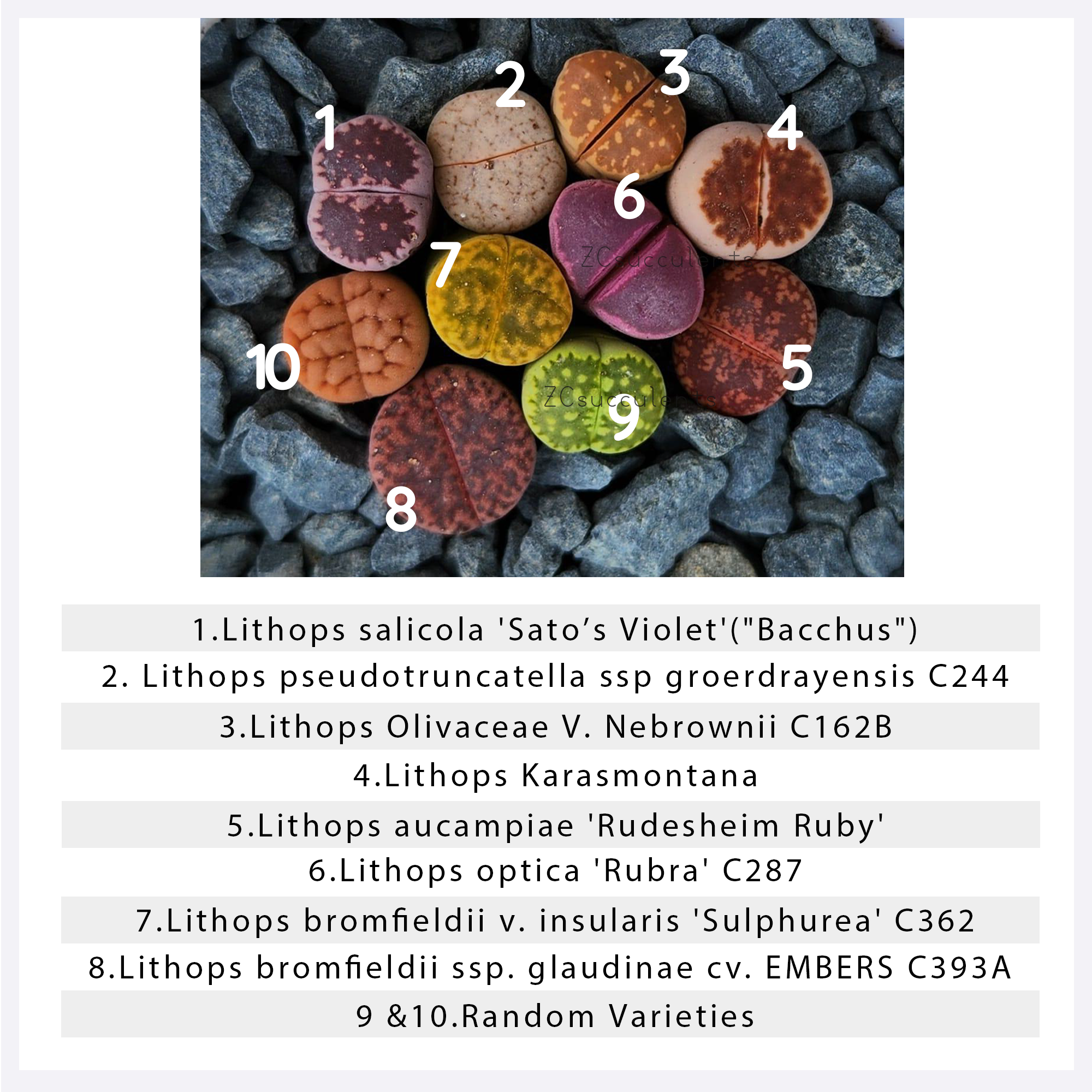 10 Lithops Mixed Collection —  | Living Stones Succulent | UK Grown - view 2