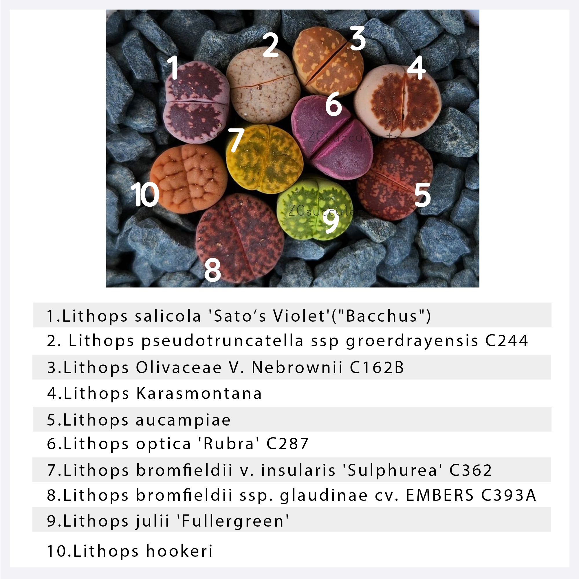 10pcs Lithops - 10 Pack Named Collector's Variety with Specific IDs (Not Random), Rare Living Stones Assortment Including C244, C162B, C287, C362, C393A - view 2