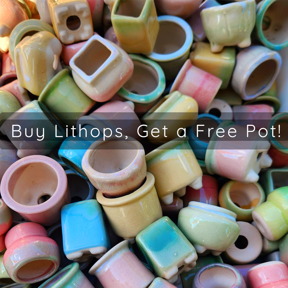 Lithops bromfieldii ssp. glaudinae cv. EMBERS C393A |【Buy Lithops, Get a Free Pot!】| Living Stones Succulent | UK Grown - view 2