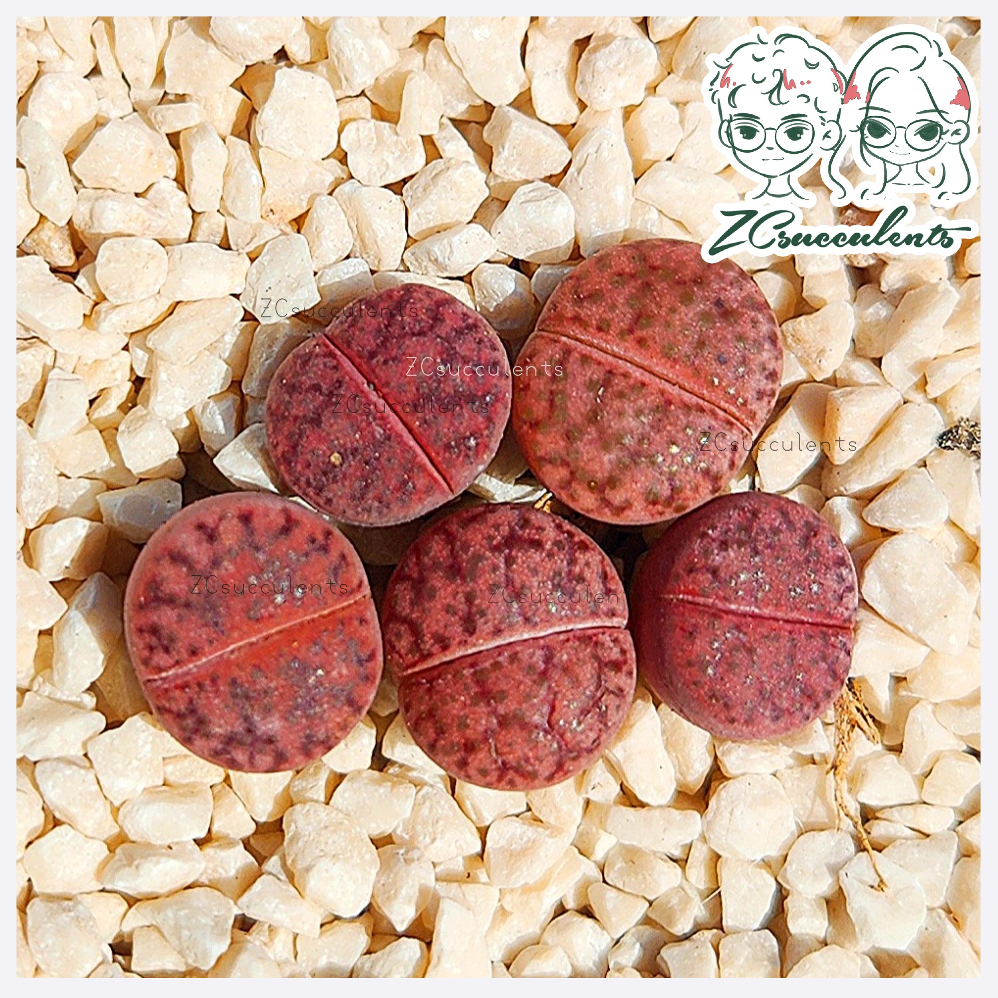 Lithops bromfieldii EMBERS C393A