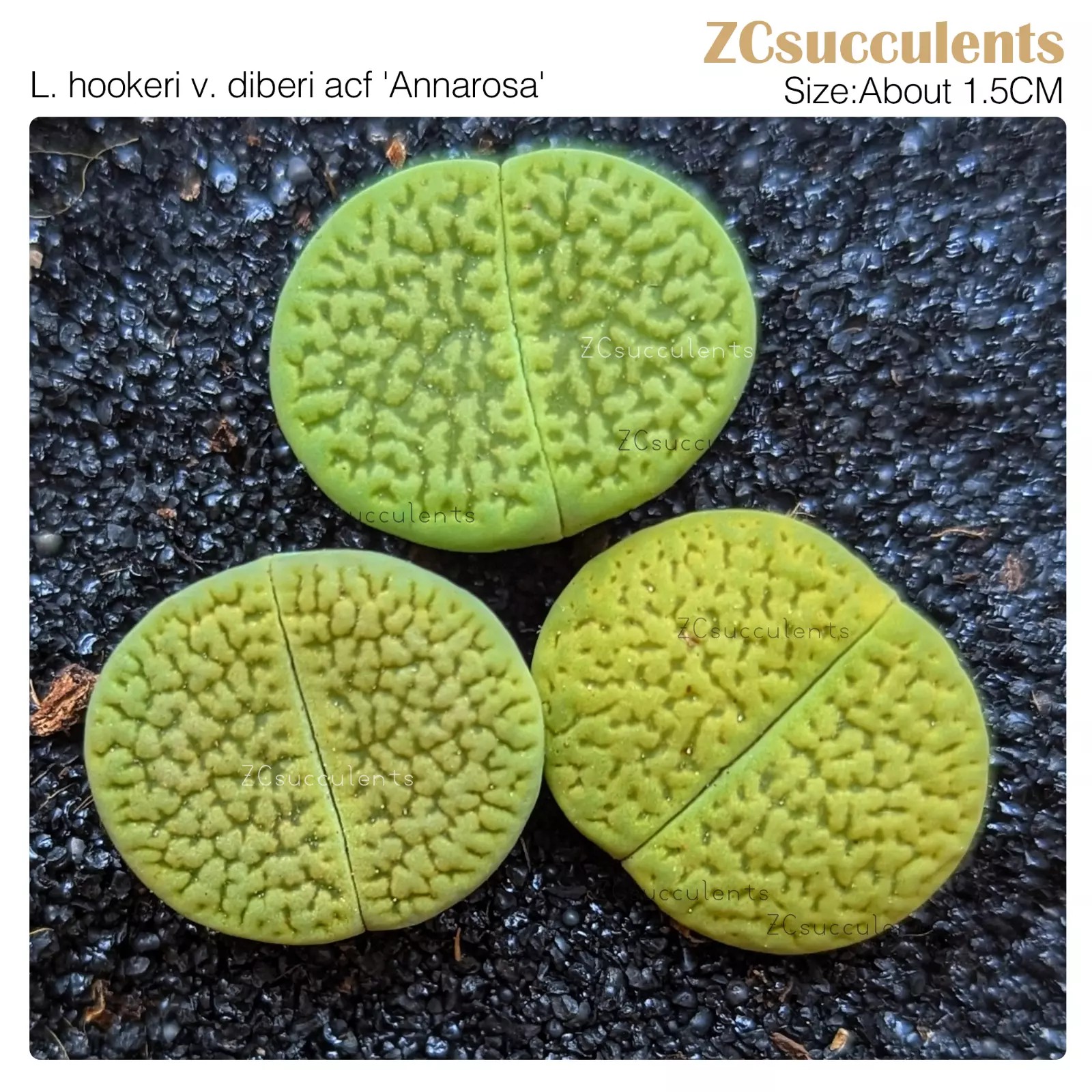 Lithops hookeri dabneri Annarosa reddish-brown