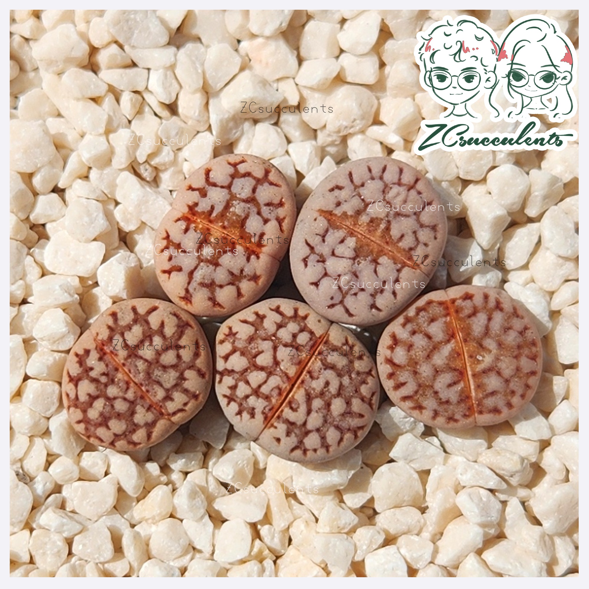 Lithops Julii C64