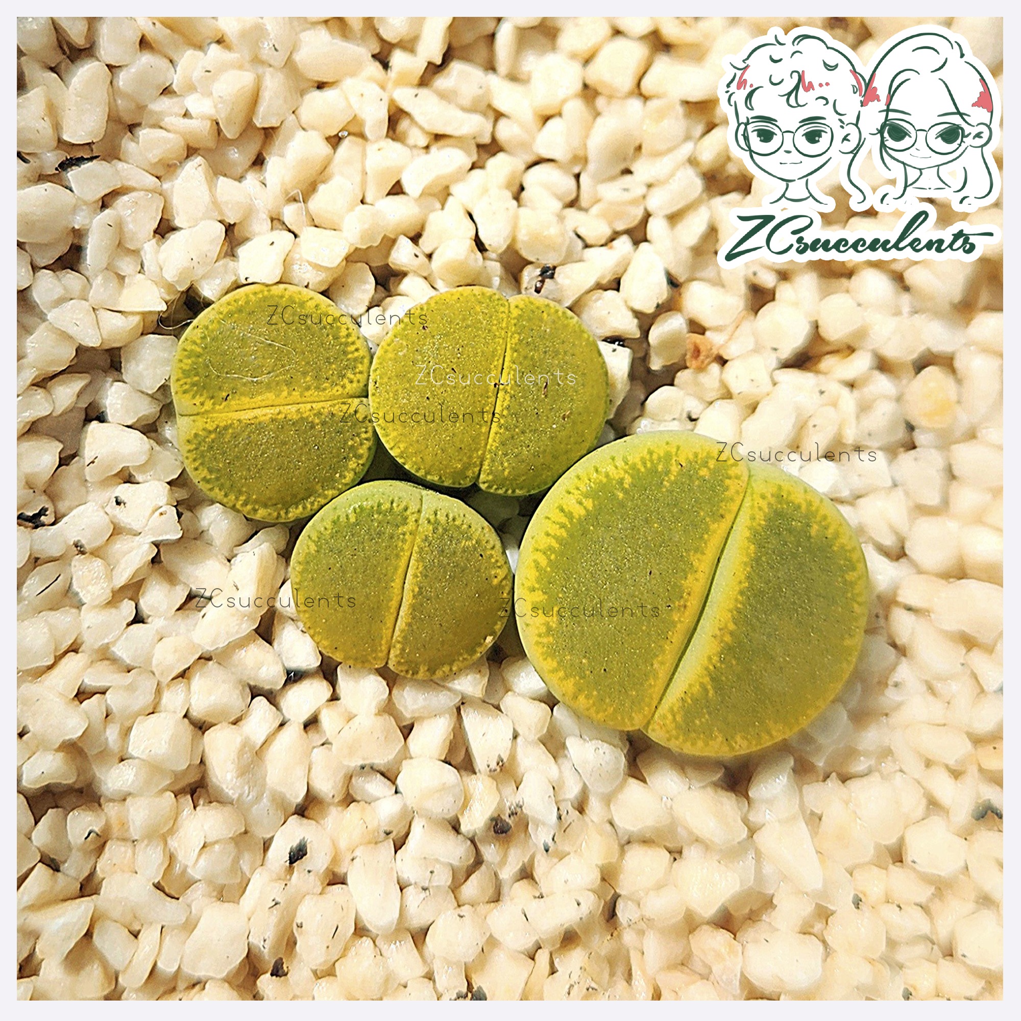 Lithops lesliei 'Green Top'